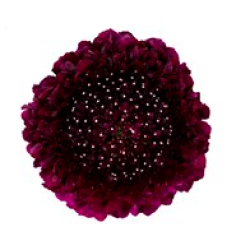 Scabiosa