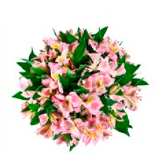 Alstroemeria