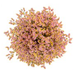 Limonium