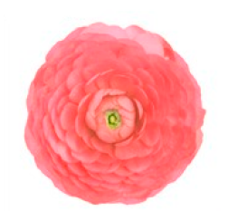 Ranunculus