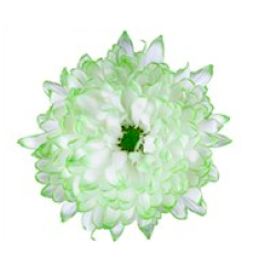 Chrysanthemum